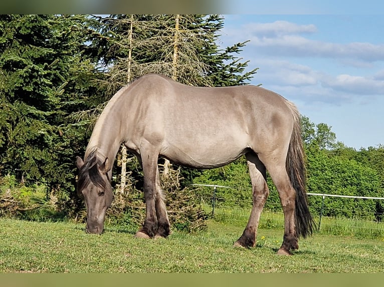 Mustang (amerikanisch) Stute 12 Jahre 157 cm Grullo in Arnshöfen