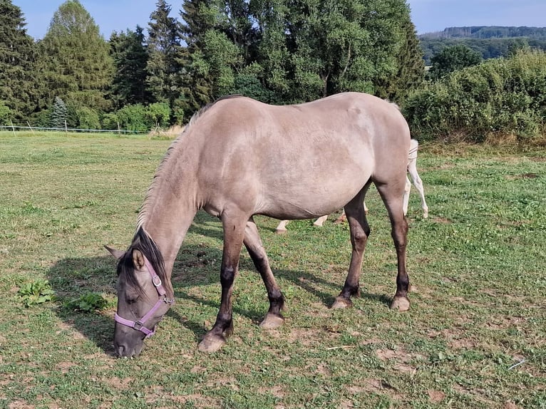 Mustang (amerikanisch) Stute 12 Jahre 157 cm Grullo in Arnshöfen