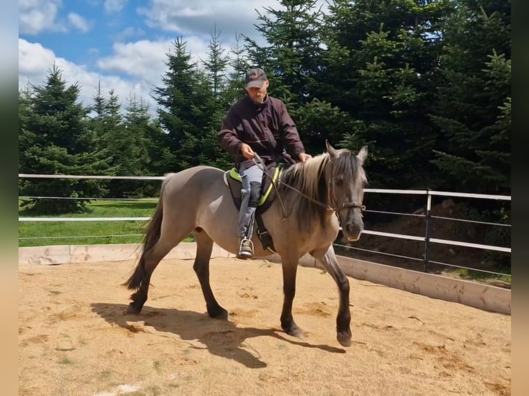 Mustang (amerikanisch) Stute 12 Jahre 157 cm Grullo in Arnshöfen
