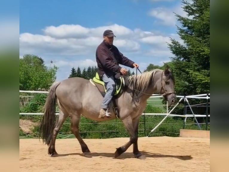 Mustang (amerikanisch) Stute 12 Jahre 157 cm Grullo in Arnshöfen