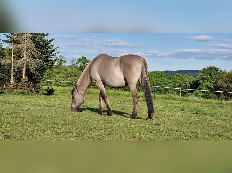 Mustang (amerikanisch) Stute 12 Jahre 157 cm Grullo in Arnshöfen