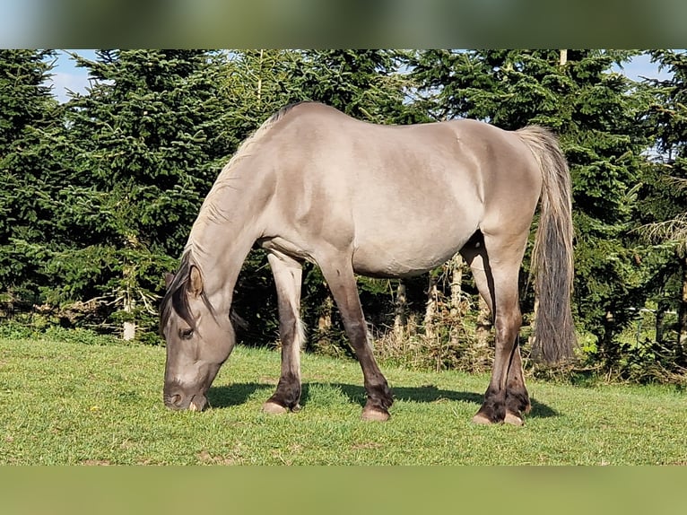 Mustang (amerikanisch) Stute 12 Jahre 157 cm Grullo in Arnshöfen