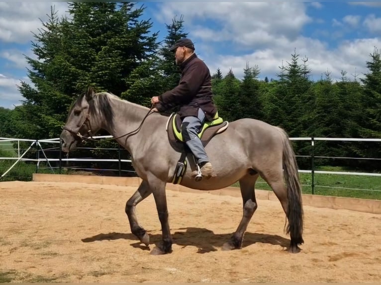 Mustang (amerikanisch) Stute 12 Jahre 157 cm Grullo in Arnshöfen