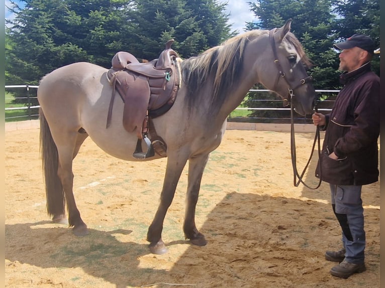 Mustang (amerikanisch) Stute 12 Jahre 157 cm Grullo in Arnshöfen