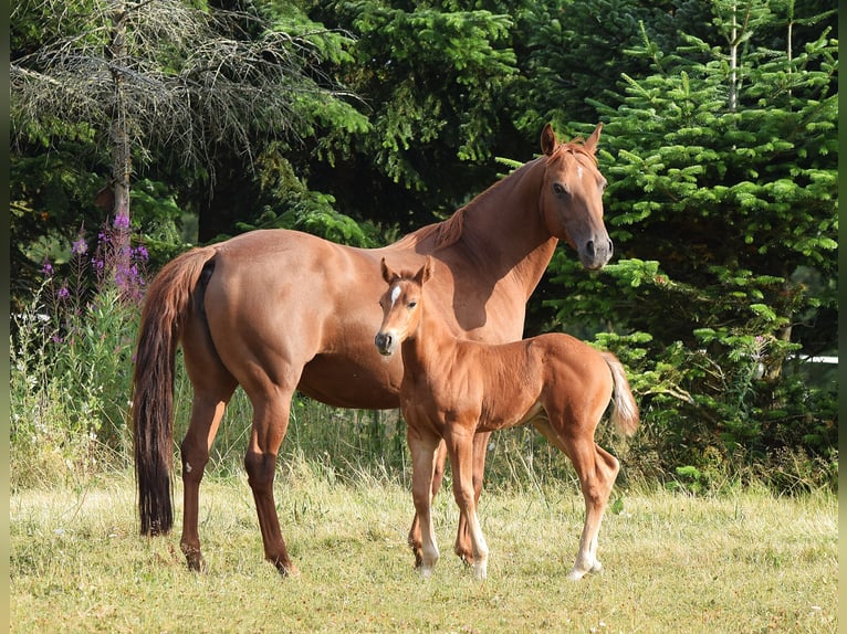 Mustang (amerikanisch) Stute 13 Jahre 153 cm Dunkelfuchs in Zürbach