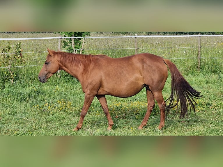 Mustang (amerikanisch) Stute 13 Jahre 153 cm Dunkelfuchs in Zürbach