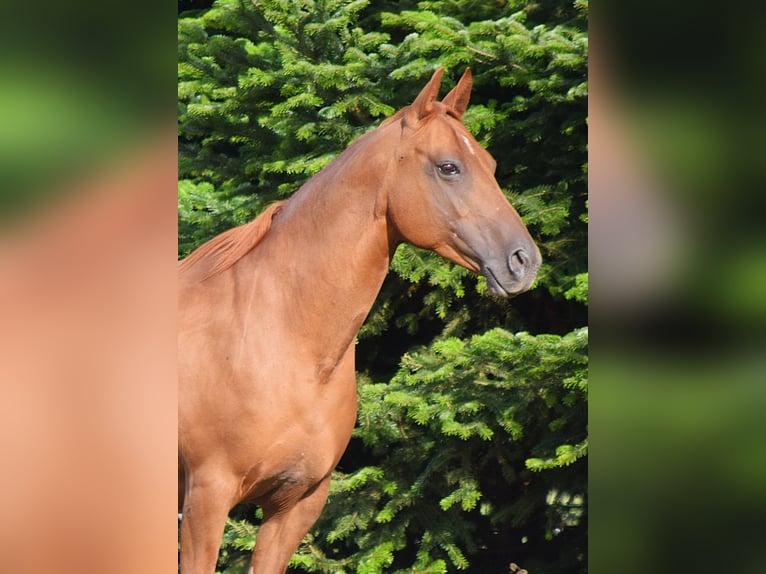 Mustang (amerikanisch) Stute 13 Jahre 153 cm Dunkelfuchs in Zürbach