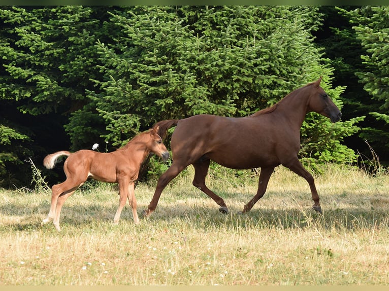 Mustang (amerikanisch) Stute 13 Jahre 153 cm Dunkelfuchs in Zürbach