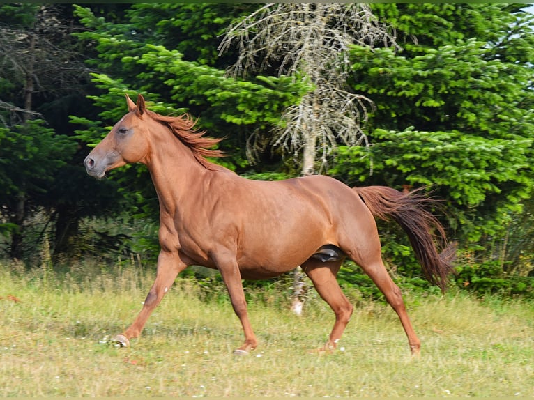 Mustang (amerikanisch) Stute 13 Jahre 153 cm Dunkelfuchs in Zürbach