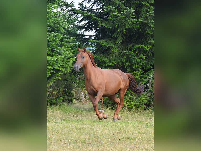 Mustang (amerikanisch) Stute 13 Jahre 153 cm Dunkelfuchs in Zürbach