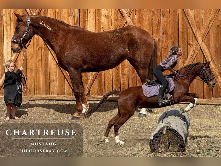 Mustang (amerikanisch) Stute 15 Jahre 152 cm Rotfuchs in Fort Collins, Co