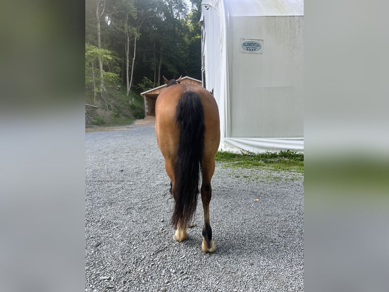 Mustang (amerikanisch) Stute 15 Jahre Buckskin in Charleroi