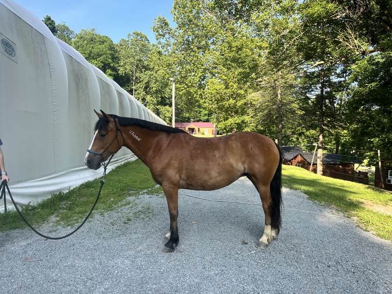 Mustang (amerikanisch) Stute 15 Jahre Buckskin in Charleroi