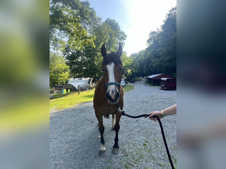 Mustang (amerikanisch) Stute 15 Jahre Buckskin in Charleroi