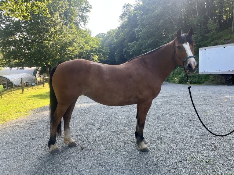 Mustang (amerikanisch) Stute 15 Jahre Buckskin in Charleroi
