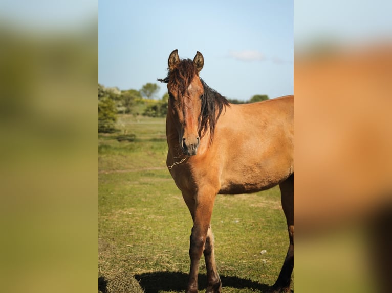 Mustang (amerikanisch) Stute 2 Jahre 150 cm Pearl in Stoholm