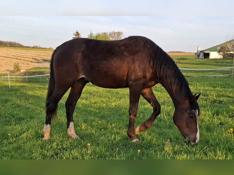 Mustang (amerikanisch) Stute 2 Jahre 155 cm in Kupferzell