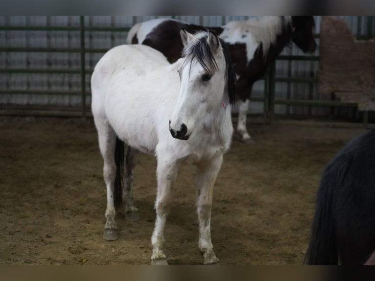 Mustang (amerikanisch) Stute 3 Jahre 146 cm Buckskin in 00