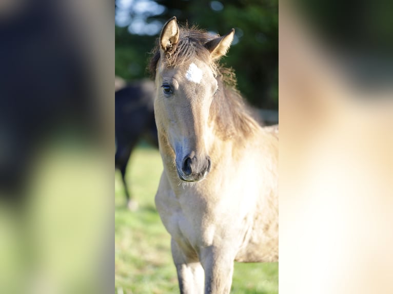 Mustang (amerikanisch) Mix Stute 3 Jahre 160 cm Falbe in Bassum