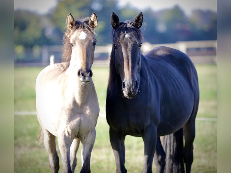 Mustang (amerikanisch) Mix Stute 3 Jahre 160 cm Falbe in Bassum