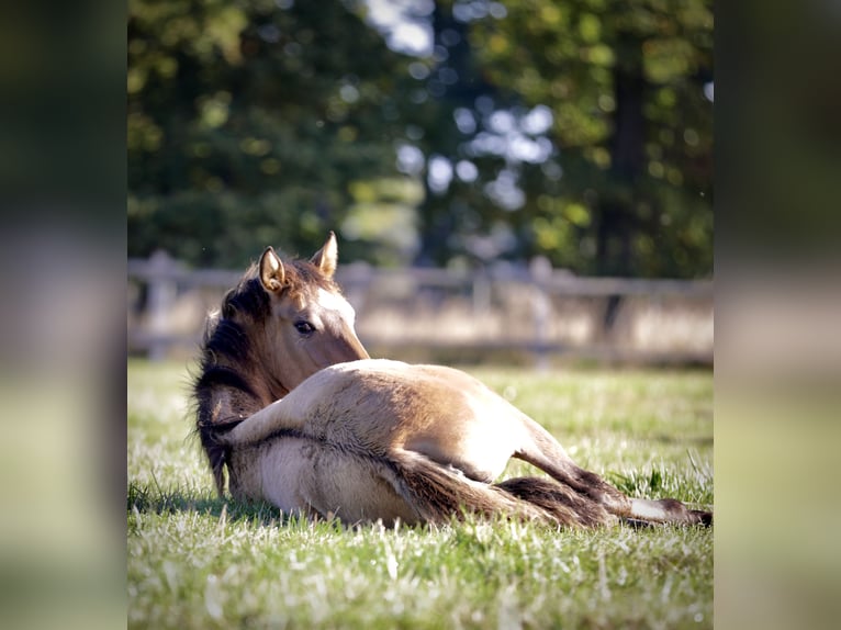 Mustang (amerikanisch) Mix Stute 3 Jahre 160 cm Falbe in Bassum