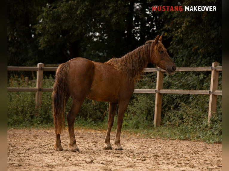 Mustang (amerikanisch) Stute 4 Jahre 142 cm Fuchs in D&#xF6;rnberg