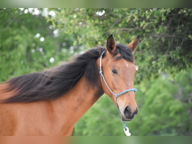 Mustang (amerikanisch) Stute 4 Jahre 144 cm Brauner in USA