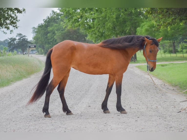Mustang (amerikanisch) Stute 4 Jahre 144 cm Brauner in USA