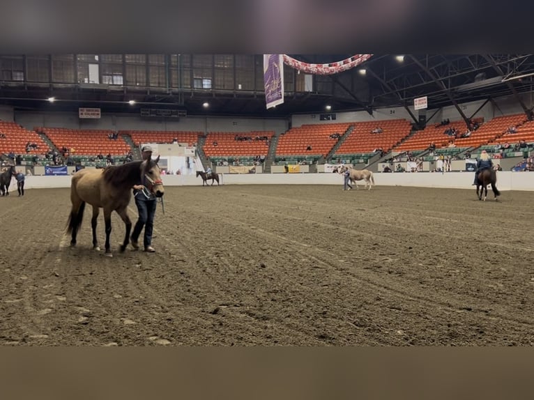 Mustang (amerikanisch) Stute 4 Jahre 152 cm Buckskin in Orange, MA