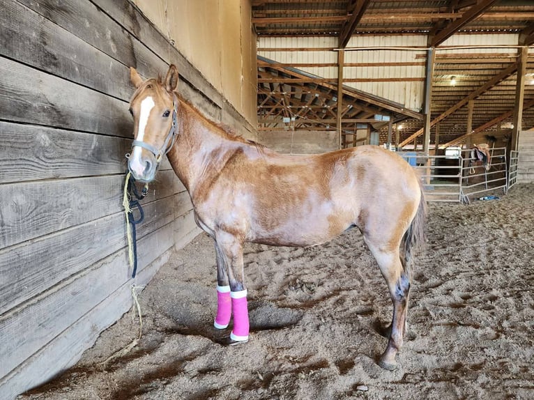 Mustang (amerikanisch) Stute 4 Jahre 152 cm Falbe in Lebanon, Oregon Mustang (amerikanisch) Stute 4 Jahre 152 cm Falbe in Lebanon, Oregon
