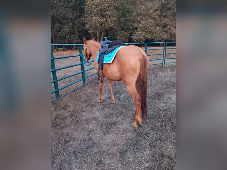 Mustang (amerikanisch) Stute 4 Jahre 152 cm Falbe in Lebanon, Oregon Mustang (amerikanisch) Stute 4 Jahre 152 cm Falbe in Lebanon, Oregon