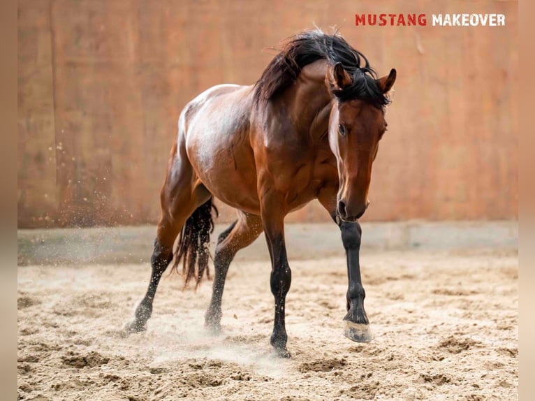 Mustang (amerikanisch) Stute 4 Jahre 155 cm Brauner in Vaals