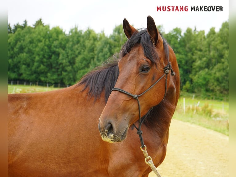 Mustang (amerikanisch) Stute 4 Jahre 155 cm Brauner in Vaals