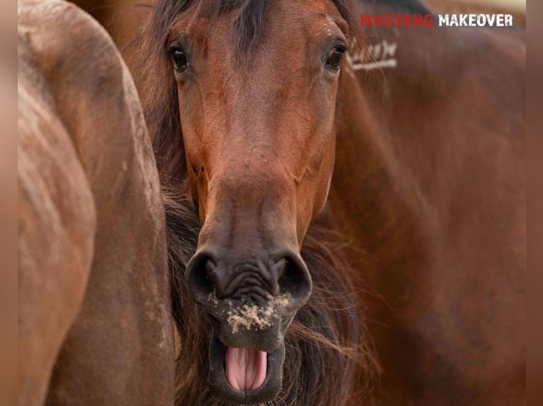 Mustang (amerikanisch) Stute 4 Jahre 155 cm Brauner in Vaals