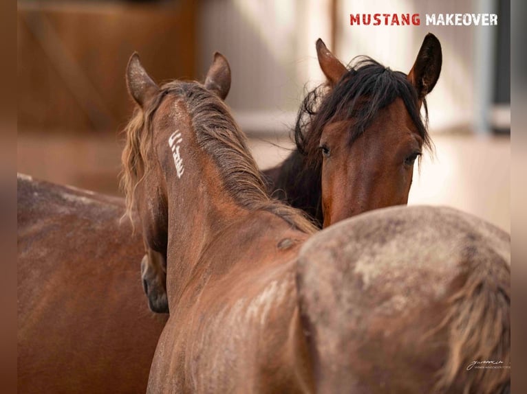 Mustang (amerikanisch) Stute 4 Jahre 155 cm Brauner in Vaals