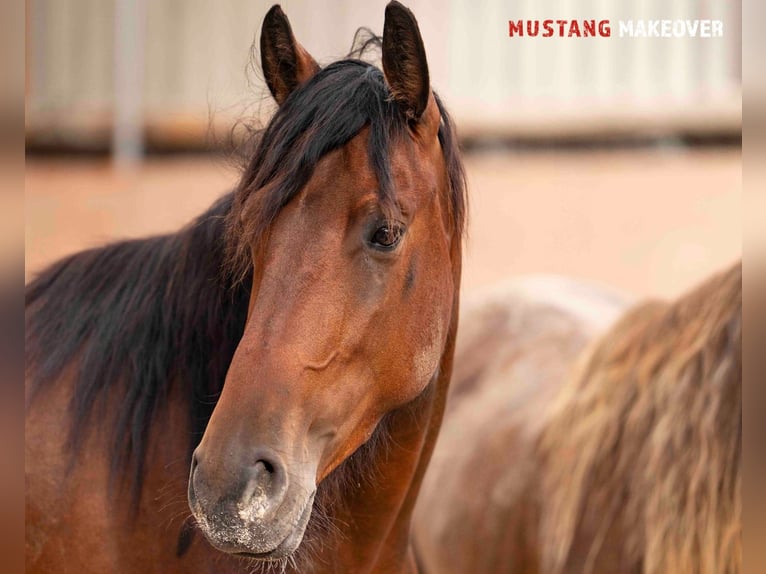 Mustang (amerikanisch) Stute 4 Jahre 155 cm Brauner in Vaals