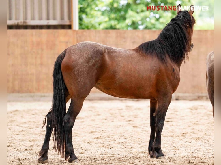 Mustang (amerikanisch) Stute 4 Jahre 155 cm Brauner in Vaals