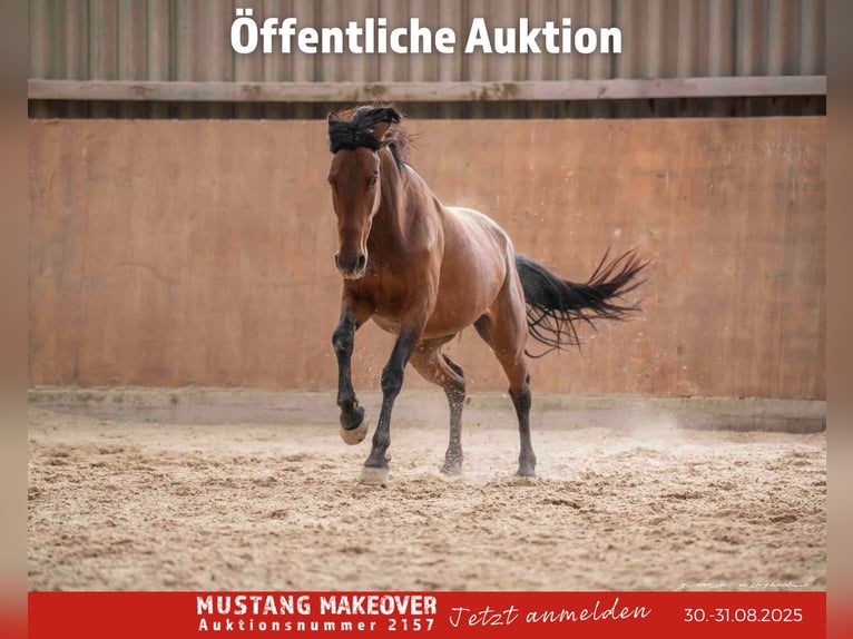 Mustang (amerikanisch) Stute 4 Jahre 155 cm Brauner in Vaals