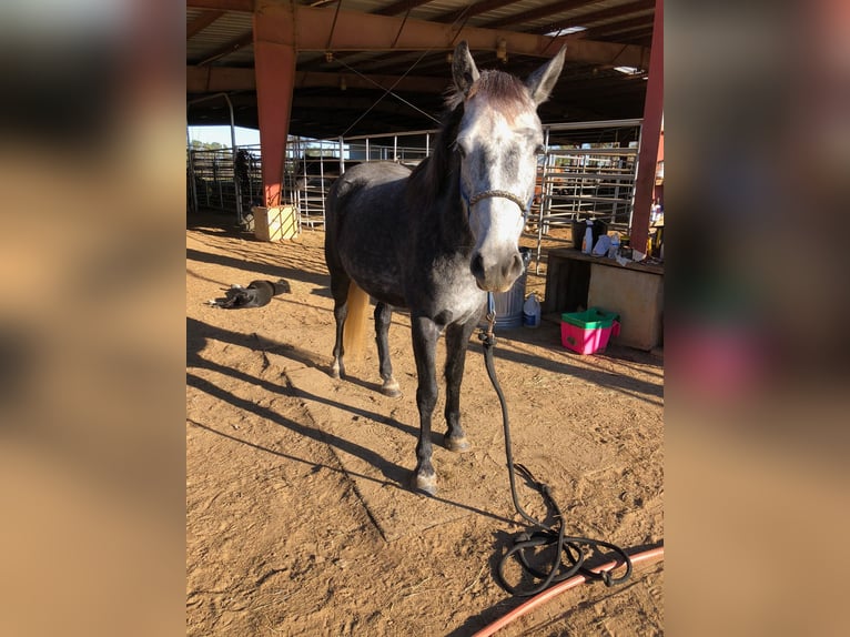 Mustang (amerikanisch) Stute 5 Jahre 136 cm Rappschimmel in Lyons