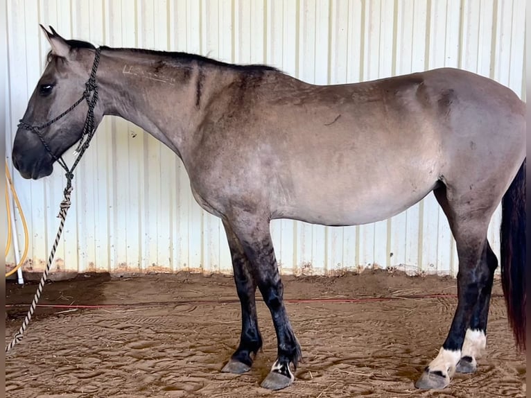 Mustang (amerikanisch) Stute 5 Jahre 140 cm Grullo in Lyons