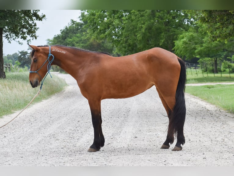Mustang (amerikanisch) Stute 5 Jahre 144 cm Brauner in USA