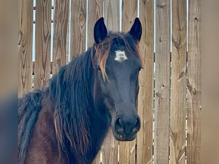 Mustang (amerikanisch) Stute 5 Jahre 148 cm Rappe in Lyons