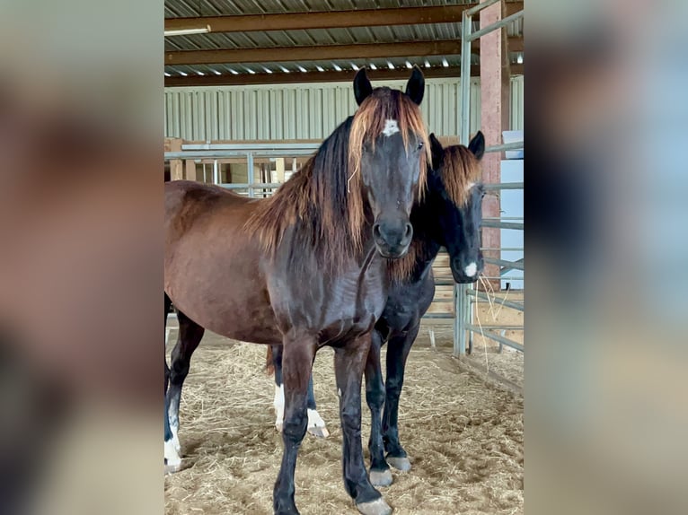 Mustang (amerikanisch) Stute 5 Jahre 148 cm Rappe in Lyons