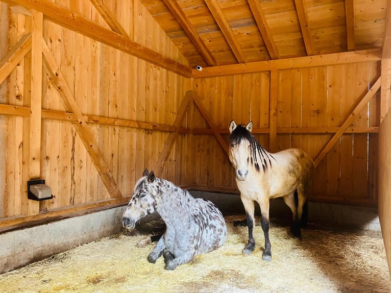 Mustang (amerikanisch) Stute 5 Jahre 150 cm Buckskin in Ramsau