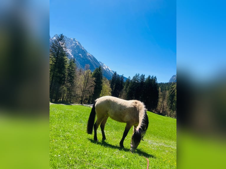 Mustang (amerikanisch) Stute 5 Jahre 150 cm Buckskin in Ramsau
