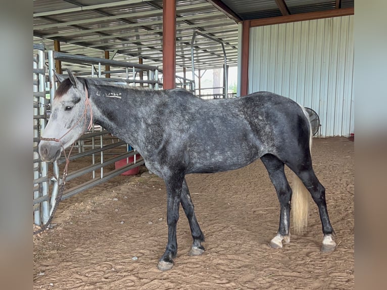 Mustang (amerikanisch) Stute 6 Jahre 136 cm Rappschimmel in Lyons