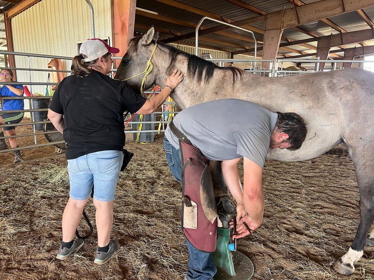 Mustang (amerikanisch) Stute 6 Jahre 140 cm Grullo in Lyons