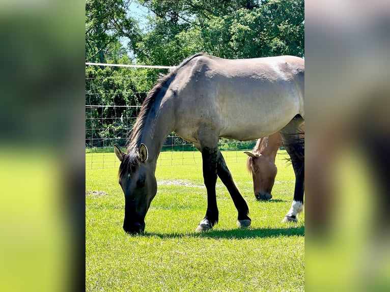 Mustang (amerikanisch) Stute 6 Jahre 140 cm Grullo in Lyons