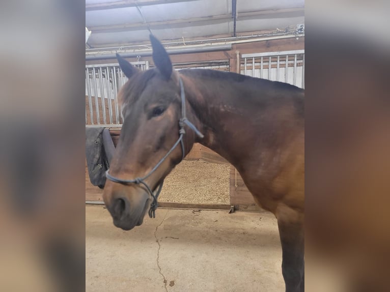 Mustang (amerikanisch) Stute 6 Jahre 142 cm Dunkelbrauner in Laceys Spring, AL