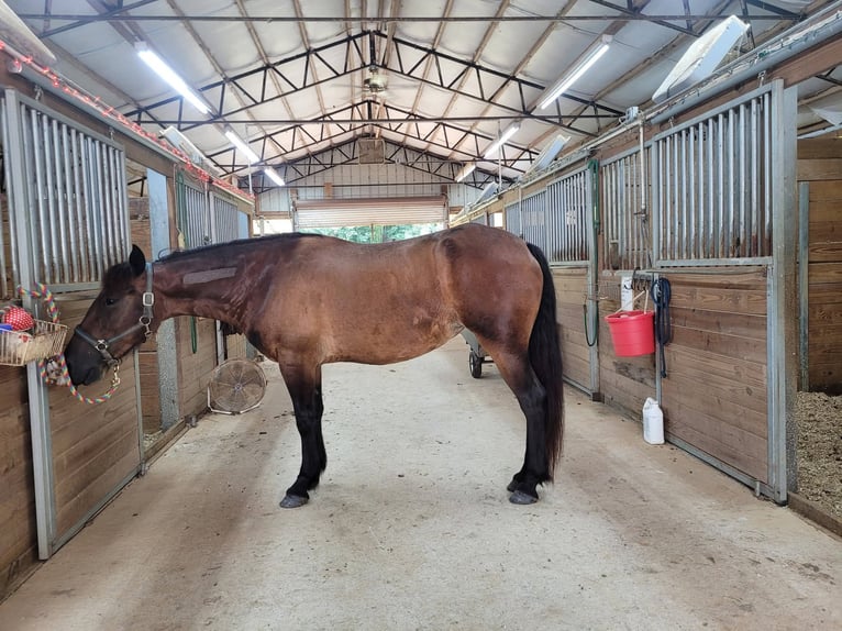 Mustang (amerikanisch) Stute 6 Jahre 142 cm Dunkelbrauner in Laceys Spring, AL